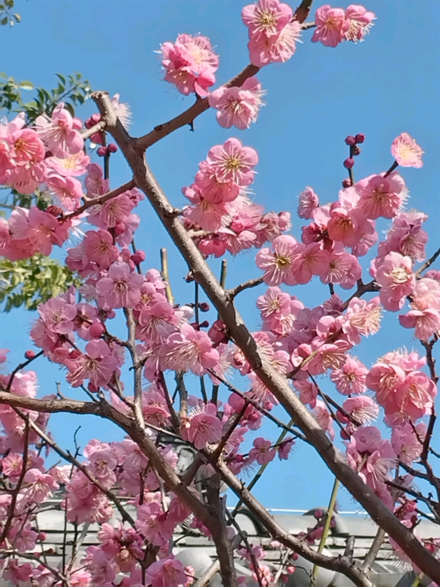 ちあき