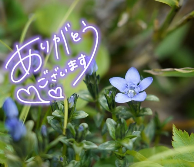 みわ
