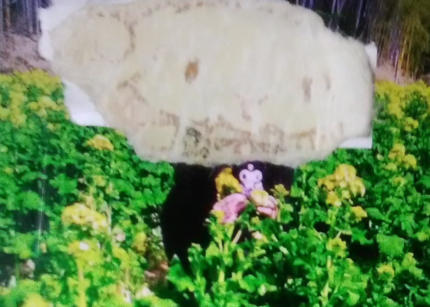 さえこ