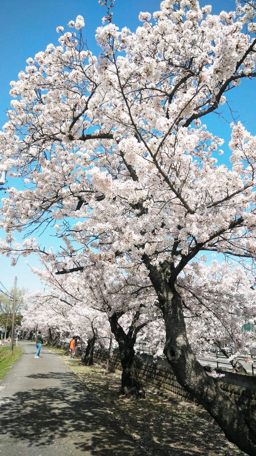 ちあき