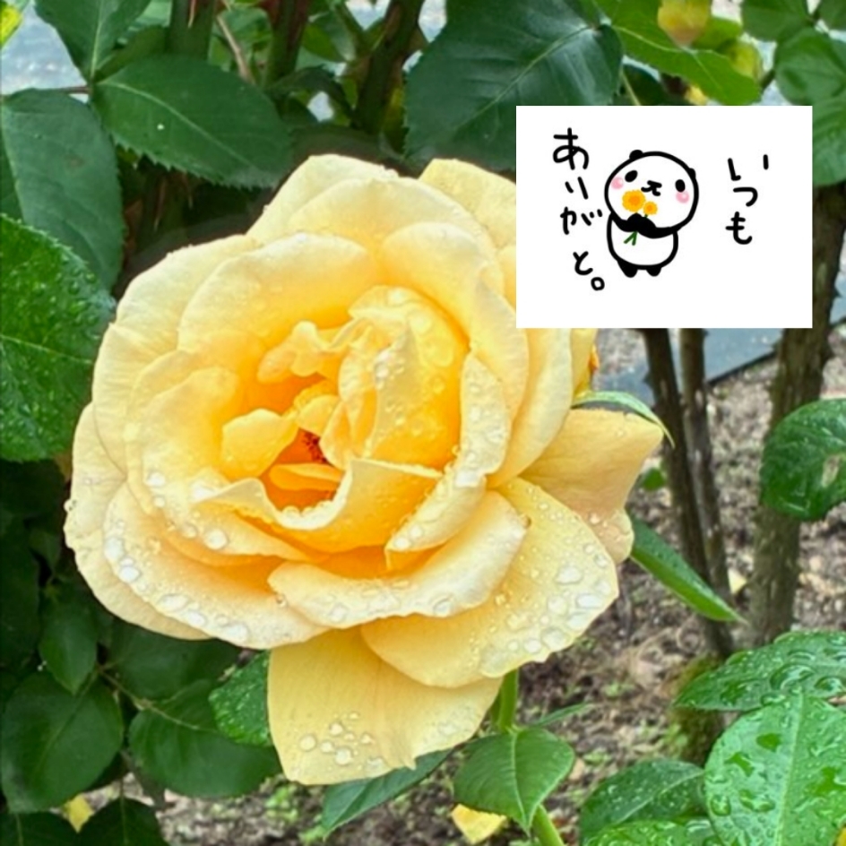 ちあき