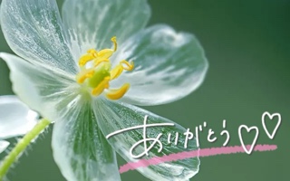 みわ