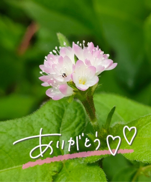 みわ
