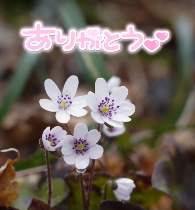 みわ