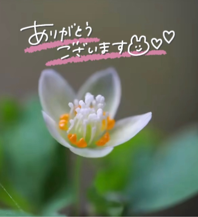 みわ