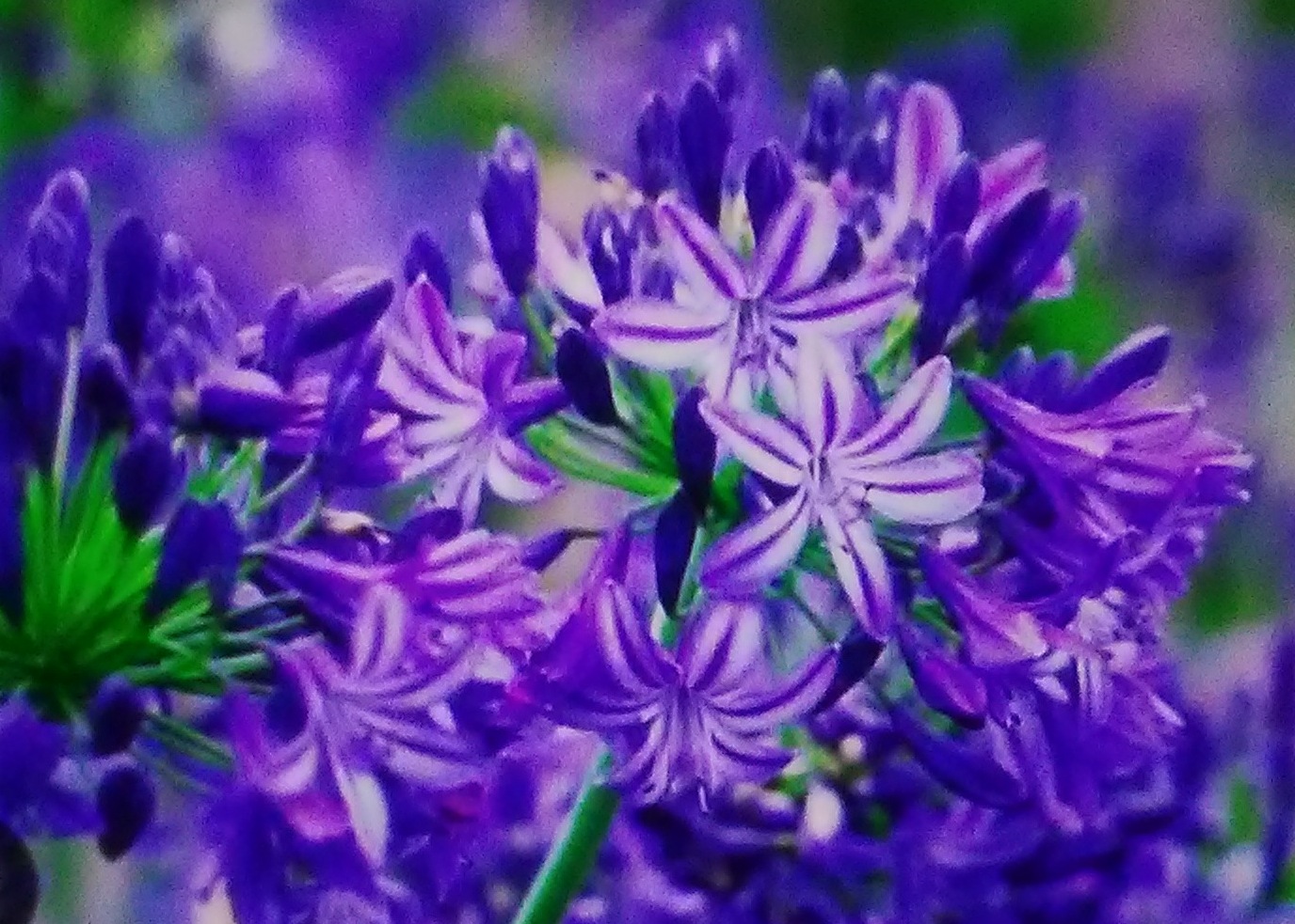 さえこ