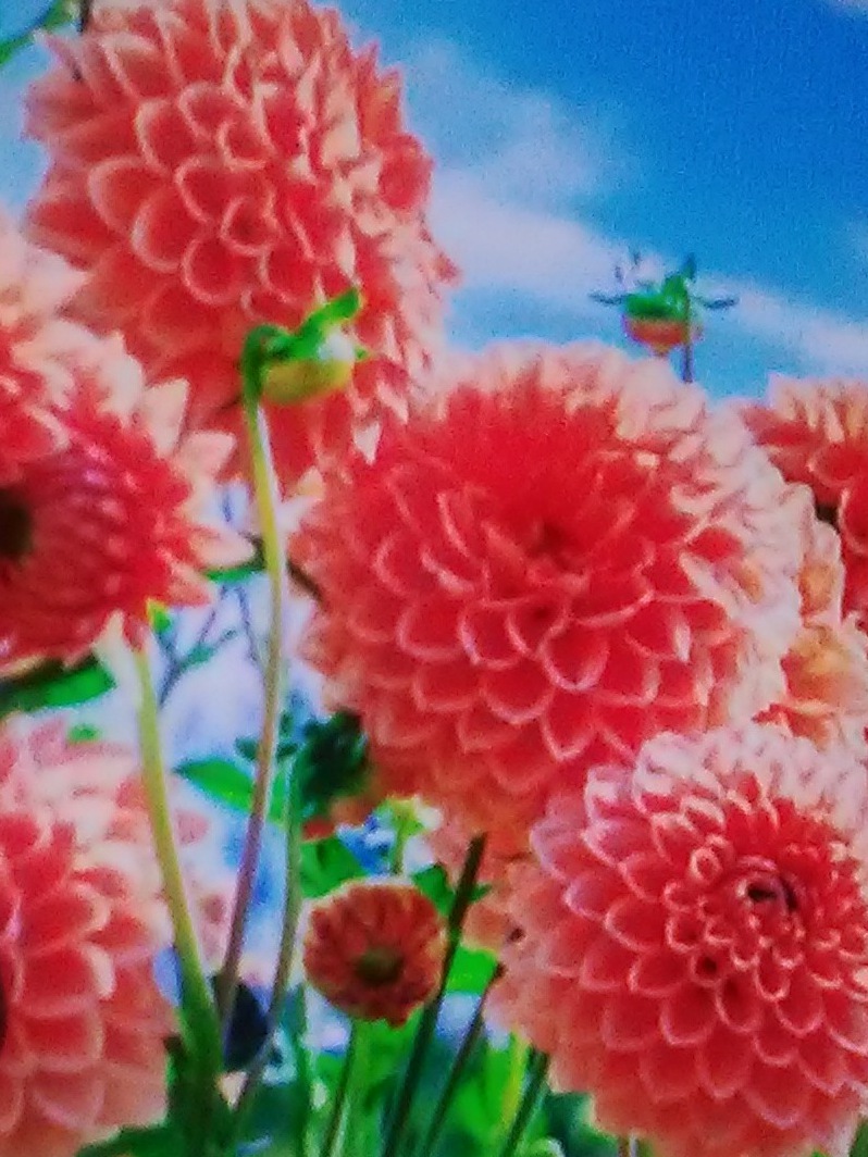 さえこ