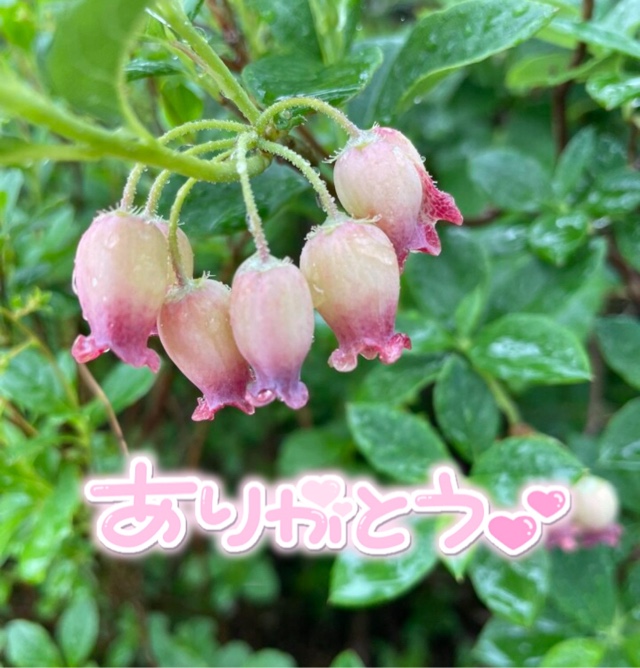 みわ